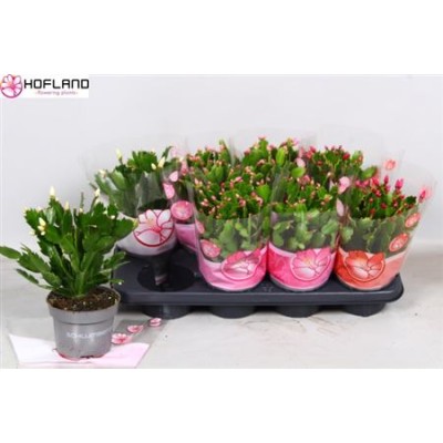 .Schlumb Gem 3 Kl pot 13 27cm