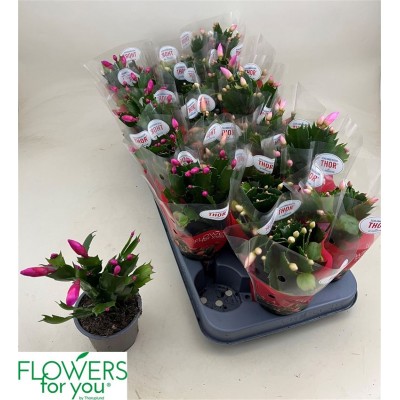 .Schlumb Gem 3 Kl pot 9 17cm