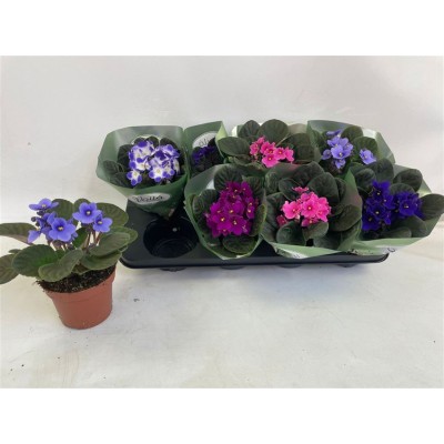 .Saintp Gem pot 12 20cm