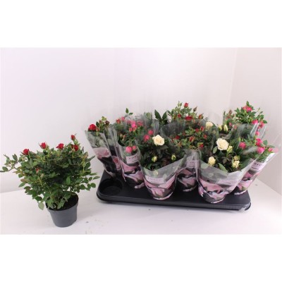 .Ro Victory Gem pot 10.5 28cm