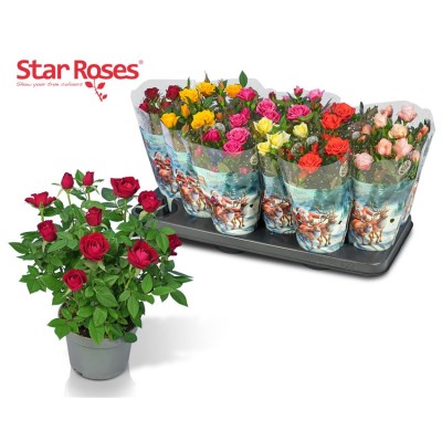 .Ro Star Roses Gem pot 10.5...