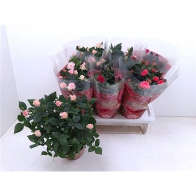 .Ro Fav Ro Gem 4 Srt pot 17...