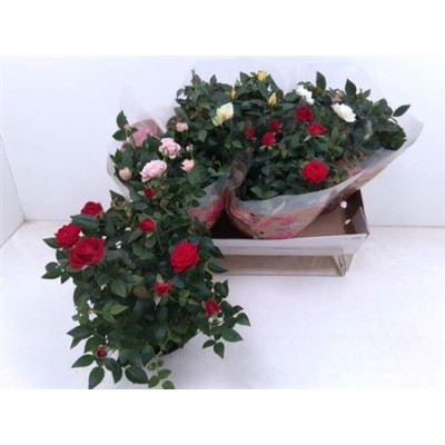 .Ro Fav Ro Gem 4 Srt pot 20...