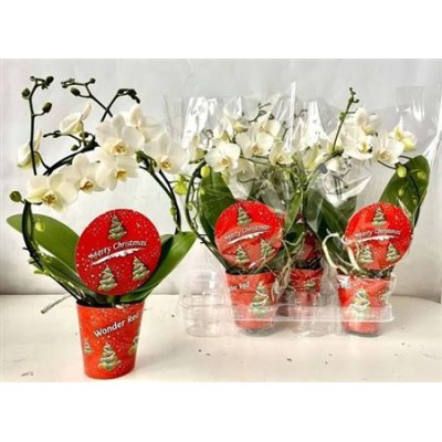 .Phal Ov Wit pot 9 45cm...