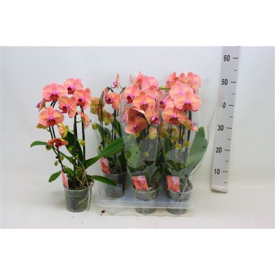 .Phal El Cascade pot 12...