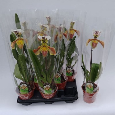 .Paph Amerika Hyb Gem pot...