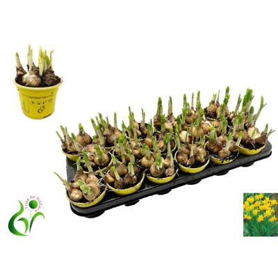 .Narc O Tete A Tete pot 9 12cm