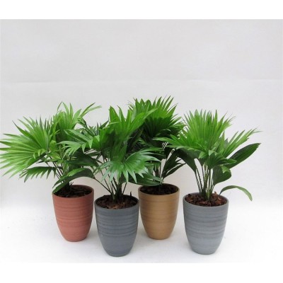 .Livistona Rotundifol pot...