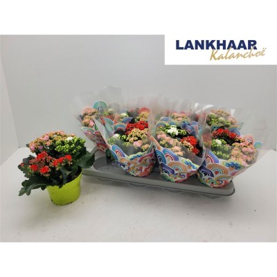 .Kal Ge Gem I Pot pot 13 23cm