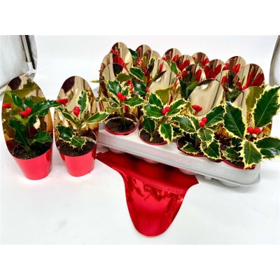 .Ilex Aq Argentea Mar pot 6...