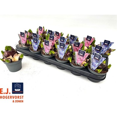 .Hyacin Mult Gem 2 Kl pot 9...