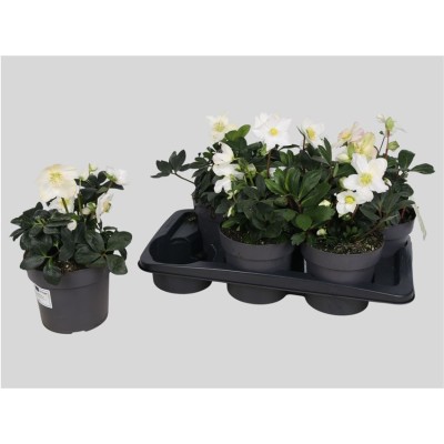 .Hell Ni Chr Carol pot 17 32cm