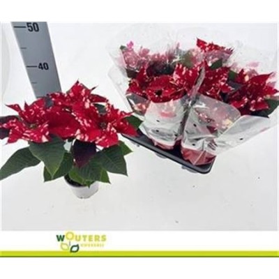 .Euphor P Skystar pot 12 32cm