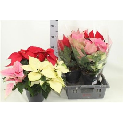 .Euphor P Gem In Pot pot 21...