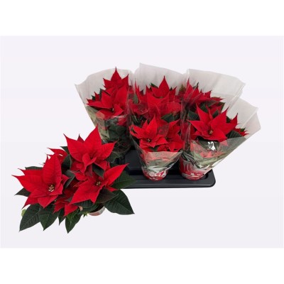 .Euphor P Freya pot 13 35cm