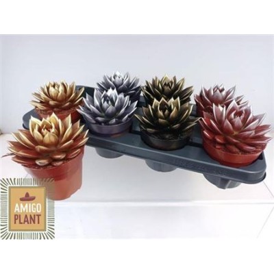 .Echev Miranda pot 12 15cm