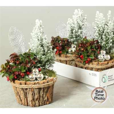 .Arr Tuinplanten pot 17...