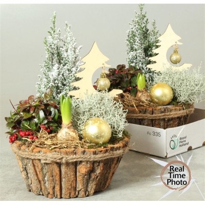 .Arr Tuinplanten pot 24...