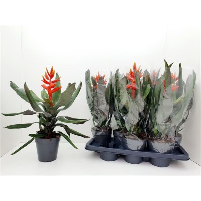 .Aech Pe Elegant Flam pot...