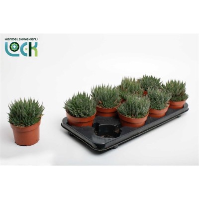 .Aloe Aristata pot 12 20cm