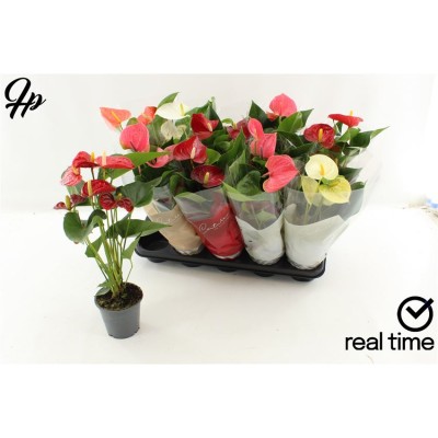 .Anthu An Gem 4 Kl poit 12...