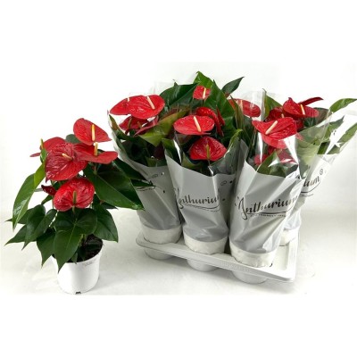 .Anthu An Minnesota pot 17...