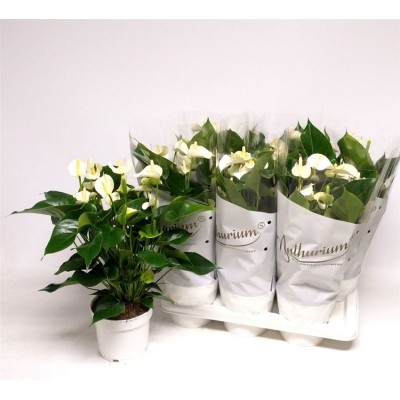 .Anthu An White Champ pot...