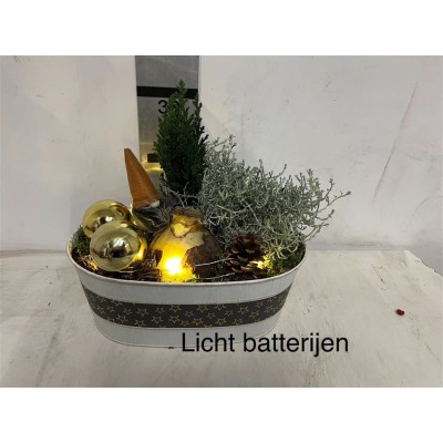 .Arr Hippeastrum pot 30 30...