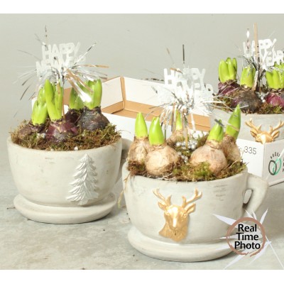 .Arr Hyacinth pot 19 25cm...