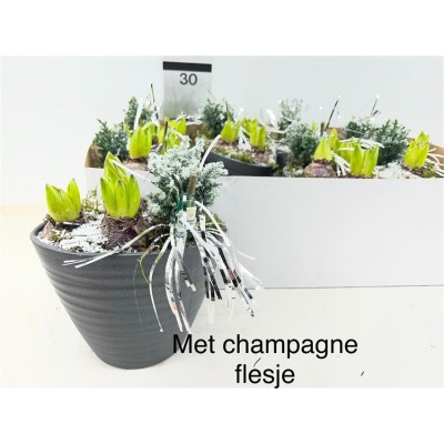 .Arr Hyacinth pot 18 25cm cera