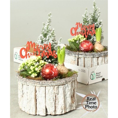 .Arr Kamerpl pot 21 40cm...