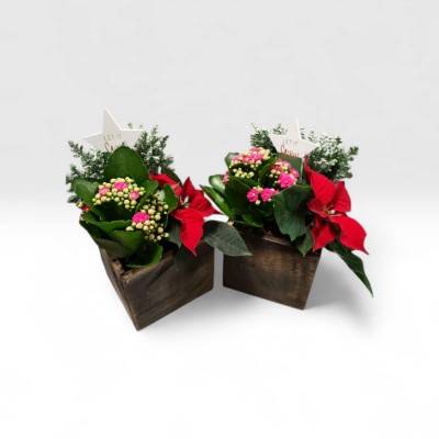 .Arr plantes pot 15 bois