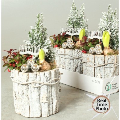 .Arr Tuinplanten pot 17...