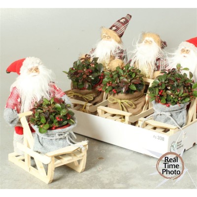 .Arr Tuinplanten H% pot 15...