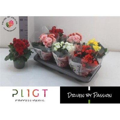 .Beg Du Gem pot 14 28cm