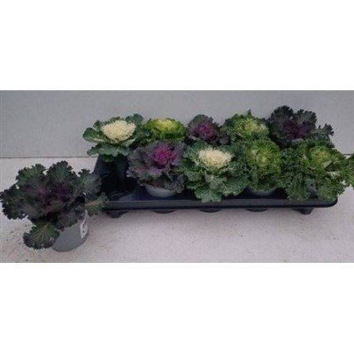 .Brassica (sierkool) pot...