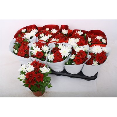 .Chrys Chrystal Gem pot 12...