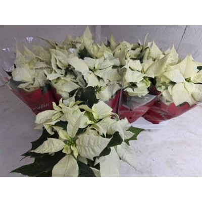 .Euphor P Alaska pot 11 30cm