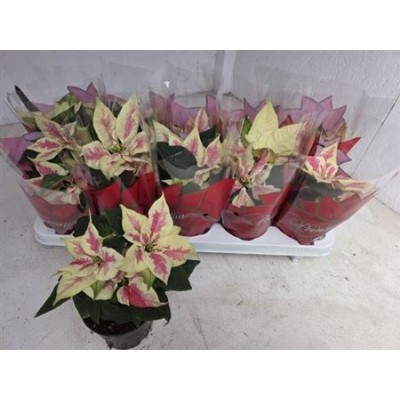 .Euphor P Mars Marble pot...