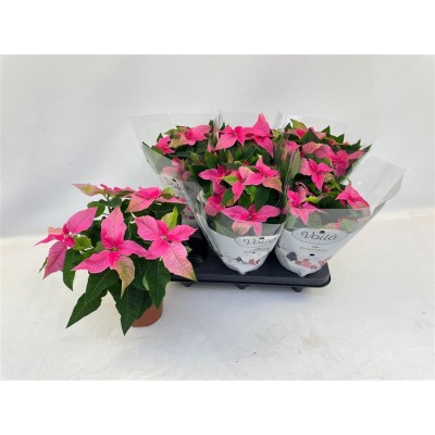 .Euphor P Pri Ho Pink pot...