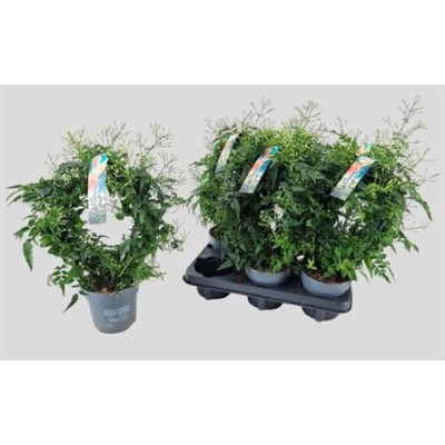 .Jasm Polyanthum Wit pot 12...