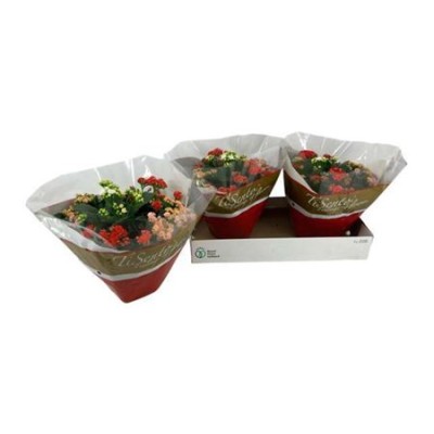 .Kal Ge Gem I Pot pot 23 30cm