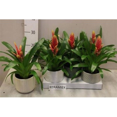 .Vries Madonna pot 12 35cm...