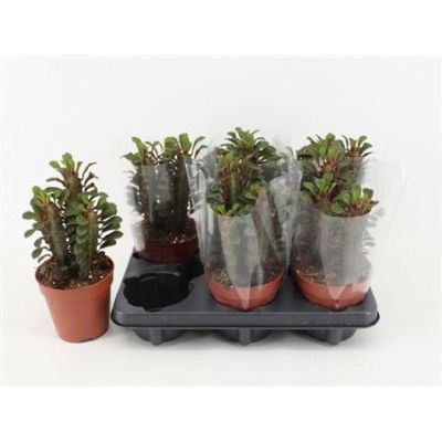 .Euphor Trig Rubra pot 12 35cm