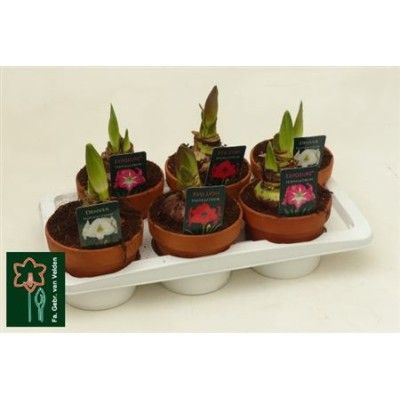 .Hipp Gem 3 Srt pot 15 30cm...