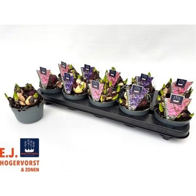 .Hyacin Mult Gem 2 Kl pot...