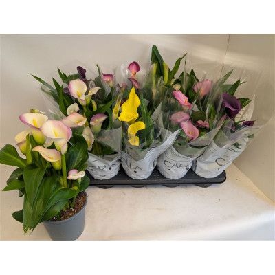 .Zant Gem pot 14 40Cm