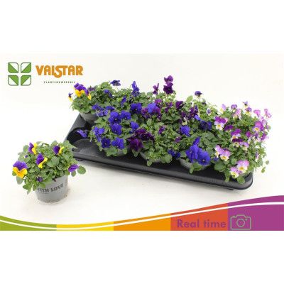 .Vio Co Gem pot 12 15cm