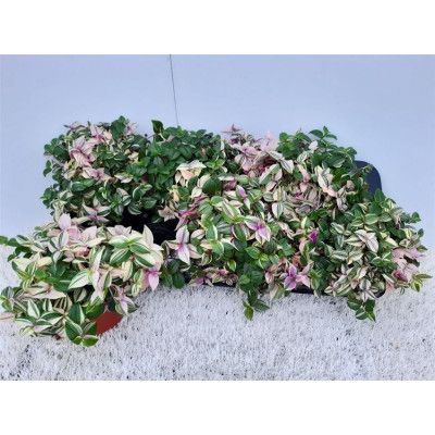 .Trad Fl Quadricolor pot 12...