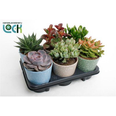 .Succ Gem 3 Srt pot 12 20cm...